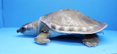 Fly River Turtle/Pig Nose Turtle - (Carettochelys insculpta)