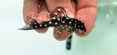 Orinoco Polka-Dot Pleco - (Hypancistrus contradens)
