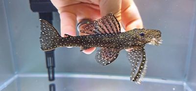 L235 Flyer Cat Pleco - (Pseudolithoxus anthrax)