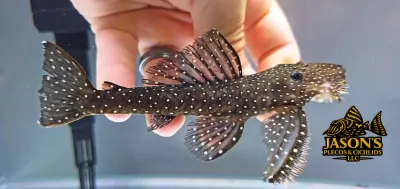 L235 Flyer Cat Pleco - (Pseudolithoxus anthrax)