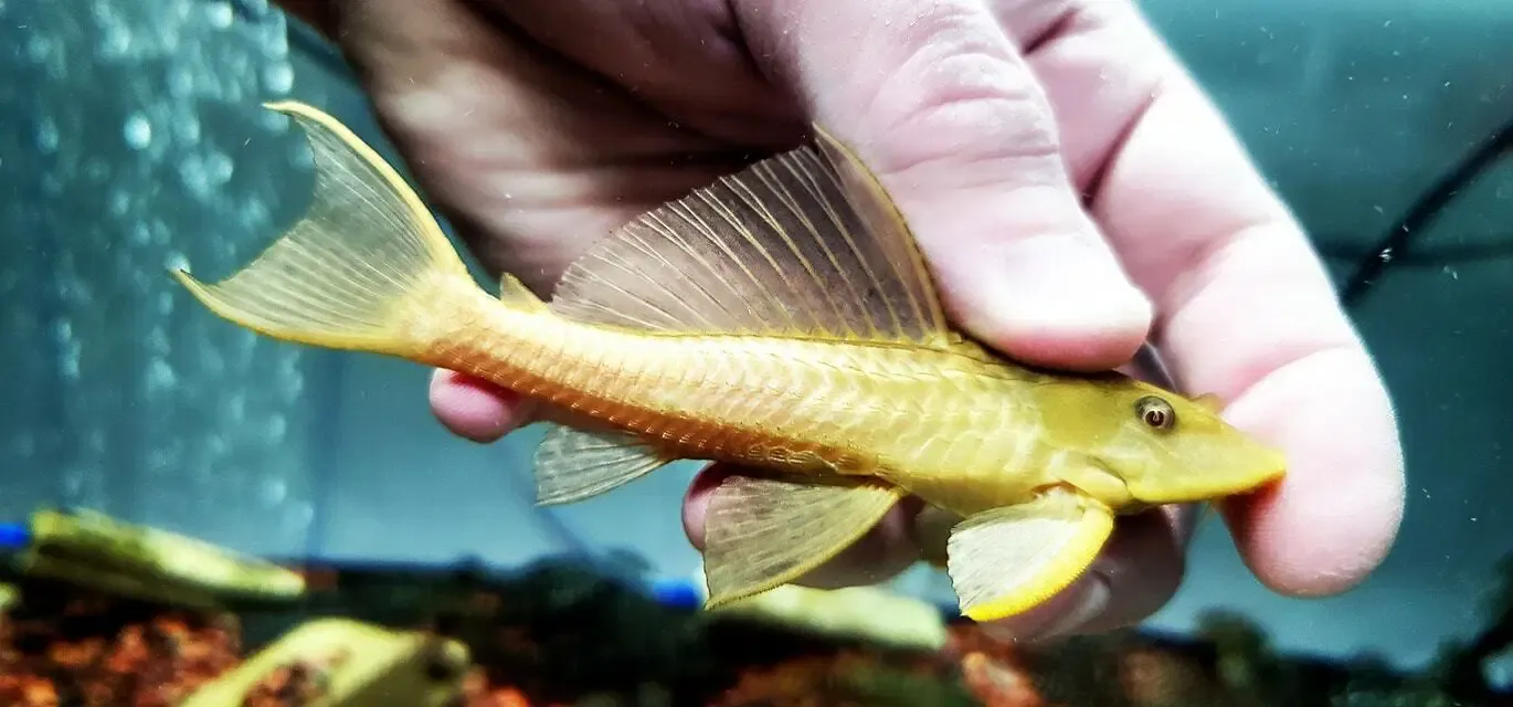 L021 Common Pleco - (Pterygoplichthys pardalis) Amelanistic