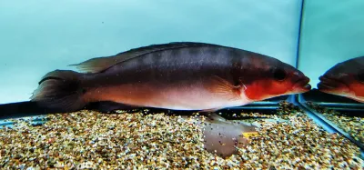 Red Tapajos Pike Cichlid - (Crenicichla sp. Tapajos I) Red Tapajos Pike Cichlid - (Crenicichla sp. Tapajos I)