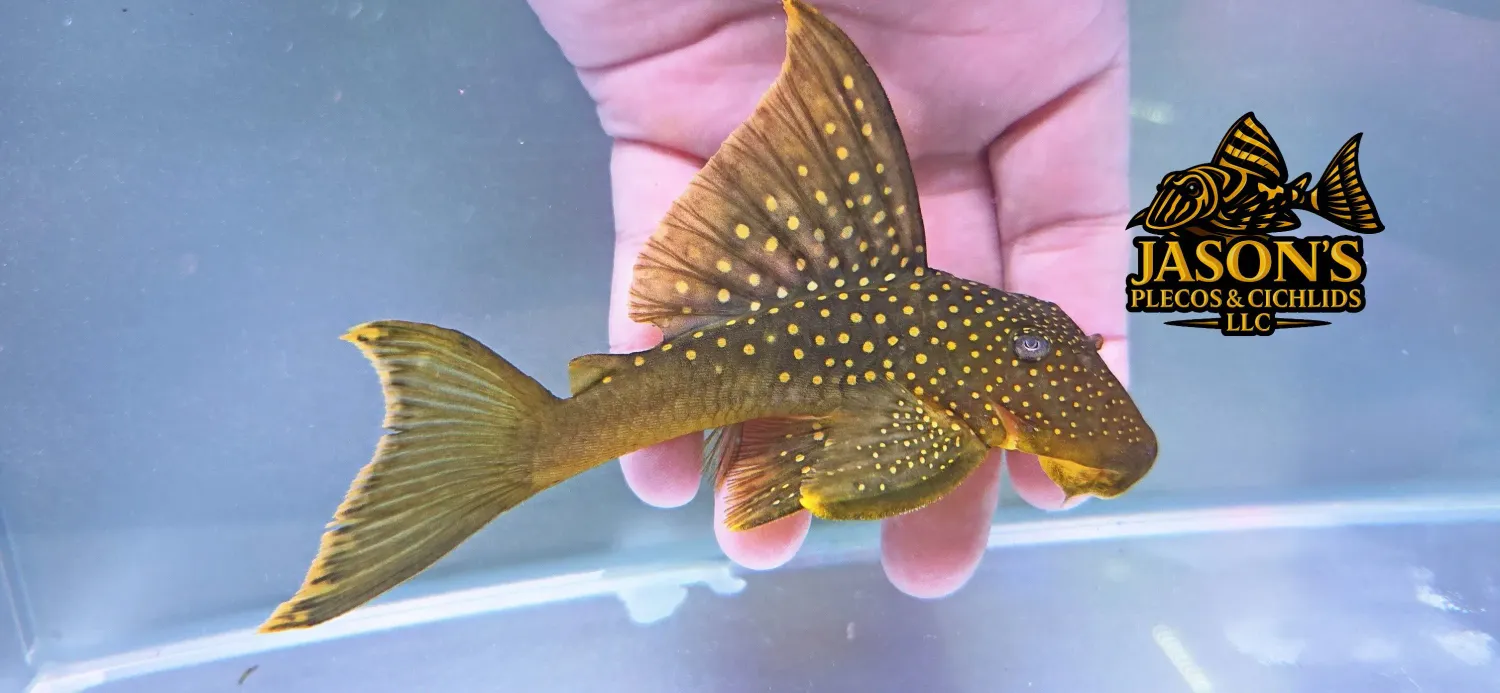 L200 Hi Fin Green Phantom Pleco - (Baryancistrus demantoides)