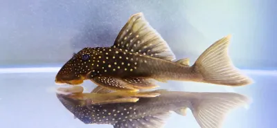 L200 Hi Fin Green Phantom Pleco - (Baryancistrus demantoides)