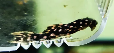 LDA105 Typhoon Pleco/Fire Spot Cactus Pleco - (Pseudacanthicus sp.)
