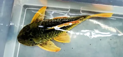 Phase III Luteus Pleco/Golden Sailfin Pleco- (Hypostomus Luteus) Argentina