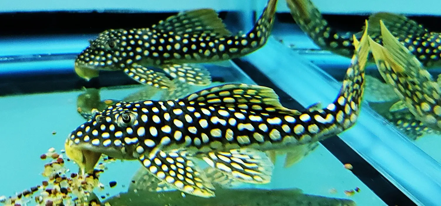 L014 Sunshine Pleco/Goldie Pleco - (Scobinancistrus aureatus)