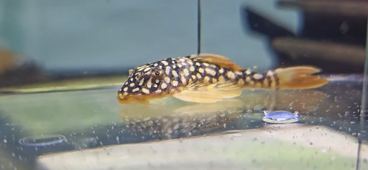 L125 Orinoco Bristlenose For Sale Online (Ancistrus sp.)