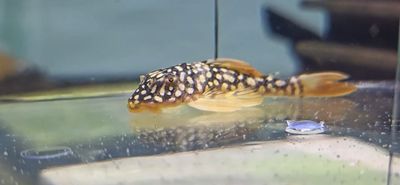 L014 Sunshine Pleco/Goldie Pleco - (Scobinancistrus aureatus)