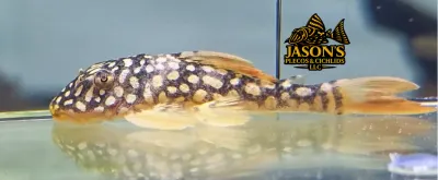 L014 Sunshine Pleco/Goldie Pleco - (Scobinancistrus aureatus)