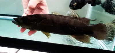 Xingu III Pike Cichlid - (Lugubria dandara)