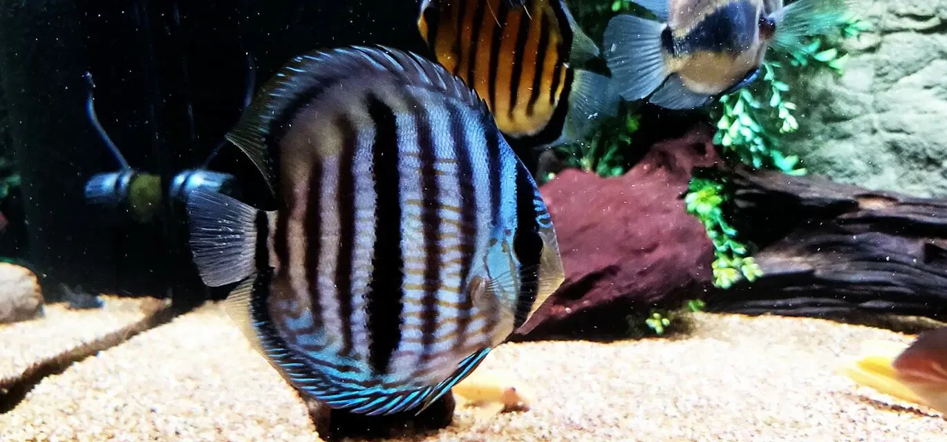 Semi Royal Discus - (Symphysodon aequifasciatus), Size: 4" - 5" Tall - Blue