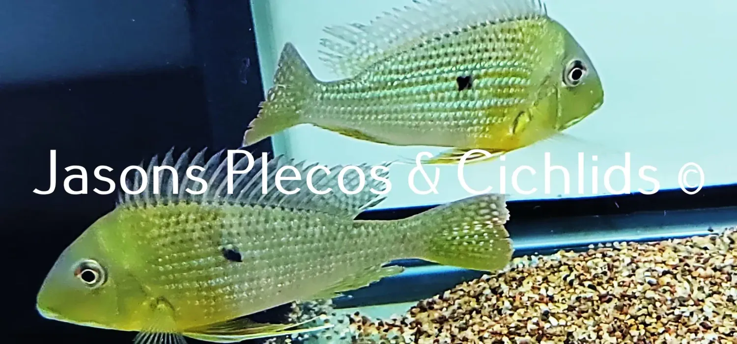 Red Head Tapajos - (Geophagus pyrocephalus)