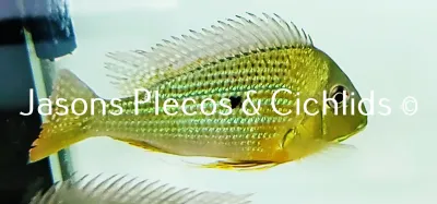 Red Head Tapajos - (Geophagus pyrocephalus)