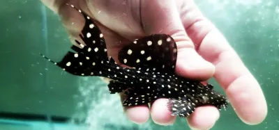 L097 Polka Dot Cactus Pleco - (Pseudacanthicus sp.)