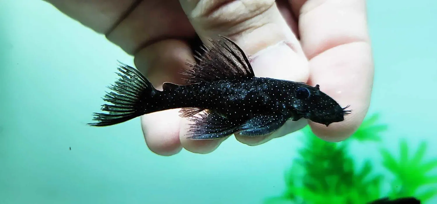 L100 Xingu-antennesugemalle - (Ancistrus sp.)