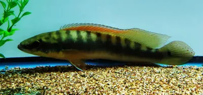 Rosemariae Pike Cichlid - (Lugubria rosemariae)