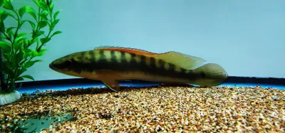 Rosemariae Pike Cichlid - (Lugubria rosemariae)