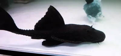 L155 Lyre Tail Pleco - (Acanthicus hystrix)