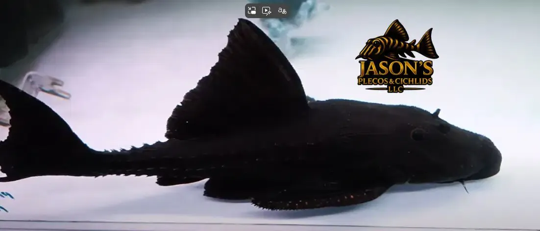 L155 Lyre Tail Pleco - (Acanthicus hystrix)