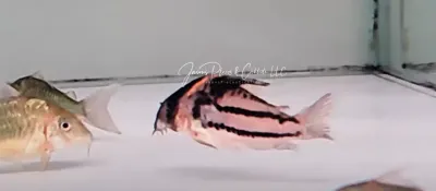 Super Parallelus Cory - Corydoras (lineage 9) sp. (Cw127)