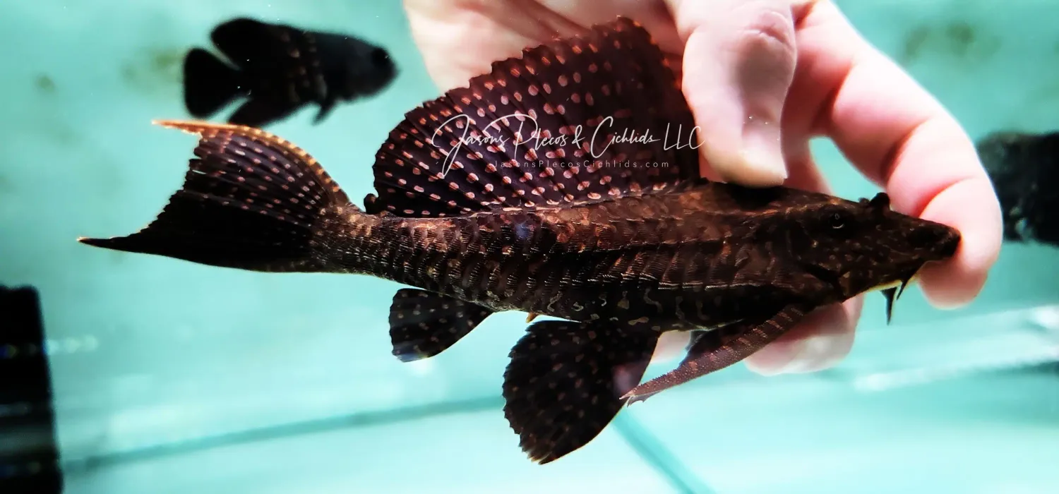 L001 Gold Spot Common Pleco - (Pterygoplichthys joselimaianus)