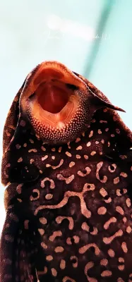 L001 Gold Spot Common Pleco - (Pterygoplichthys joselimaianus)