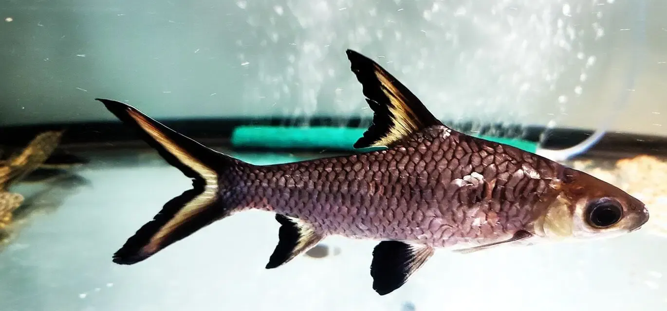 Bala Shark/Tricolor Sharkminnow - (Balantiocheilos melanopterus)