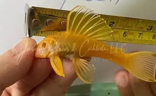 Albino Luteus Pleco/Golden Sailfin Pleco - (Hypostomus Luteus)