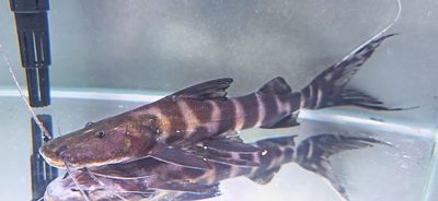 Juruense Catfish/Gold Zebra Pim/Flash Zebra Catfish - (Brachyplatystoma juruense) Juruense Catfish/Gold Zebra Pim/Flash Zebra Catfish - (Brachyplatystoma juruense)