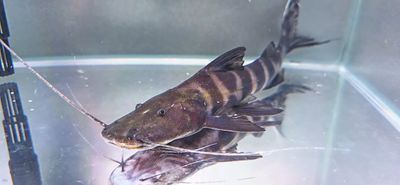 Juruense Catfish/Gold Zebra Pim/Flash Zebra Catfish - (Brachyplatystoma juruense)