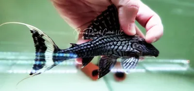 L090 Papa Panaque - (Panaque bathyphilus)