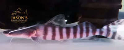 Tigrinus Catfish - (Brachyplatystoma tigrinum)