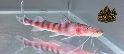 Tigrinus Catfish - (Brachyplatystoma tigrinum) Tigrinus Catfish - (Brachyplatystoma tigrinum)