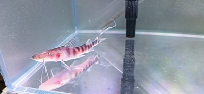 Tigrinus Catfish - (Brachyplatystoma tigrinum)