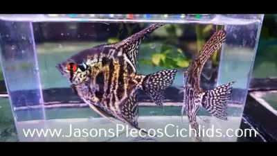 Zebra Lace Angelfish - (Pterophyllum scalare)
