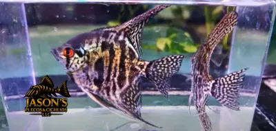 Zebra Lace Angelfish - (Pterophyllum scalare) Zebra Lace Angelfish - (Pterophyllum scalare)