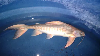 Rock-Bacu - (Lithodoras dorsalis)