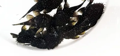 L255 Spotted Medusa Pleco - (Ancistrus sp.)