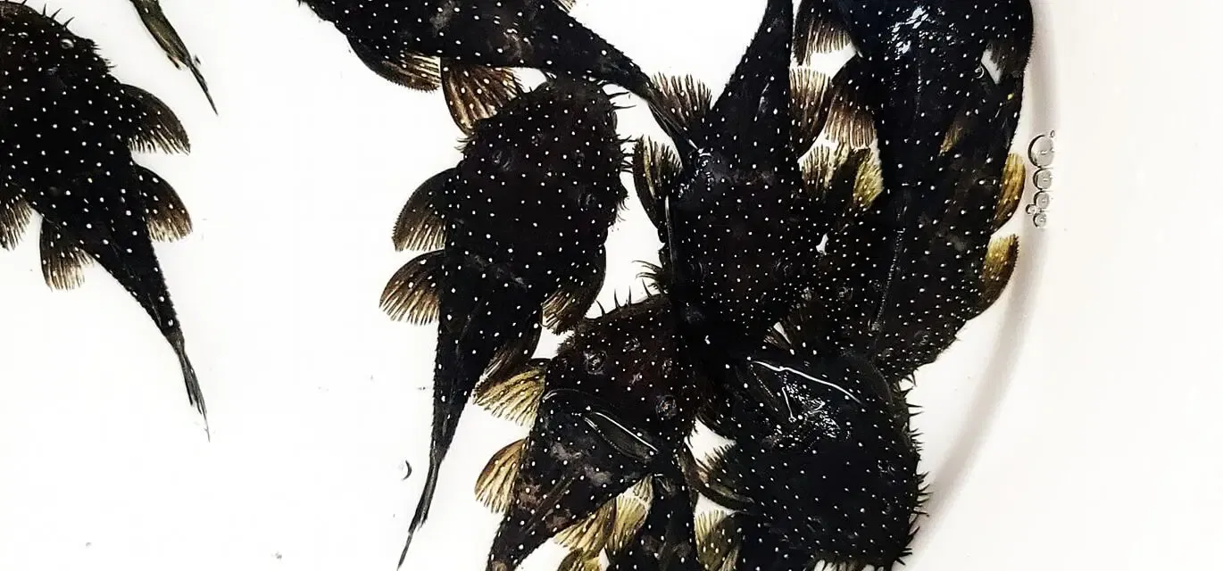 L255 Spotted Medusa Pleco - (Ancistrus sp.)