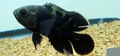 Bumblebee Oscar - (Astronotus crassipinnis)