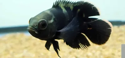 Bumblebee Oscar - (Astronotus crassipinnis)