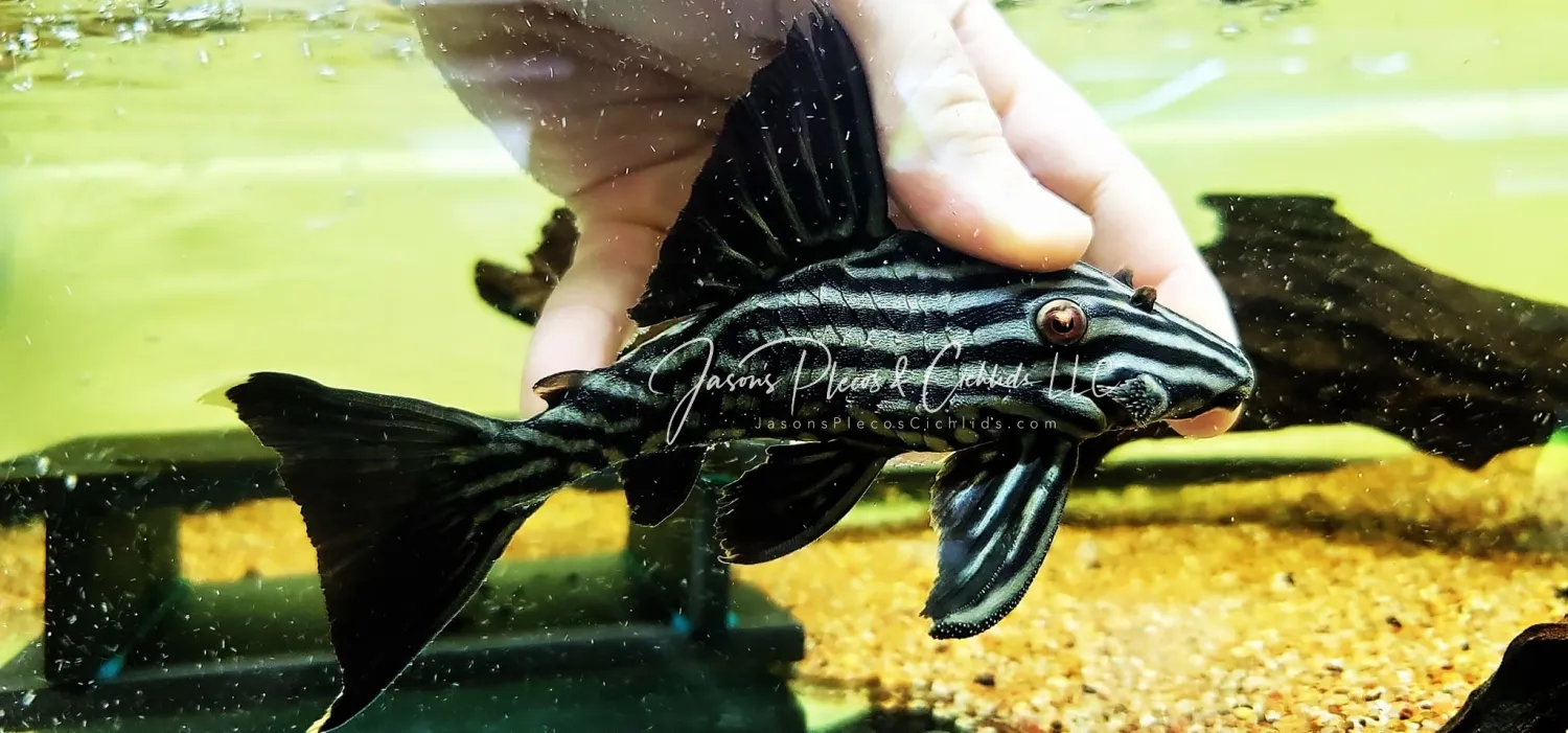L027 Xingu Royal Pleco - (Panaque cf. armbrusteri xingu)