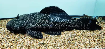 L520 - (Pseudacanthicus sp.)