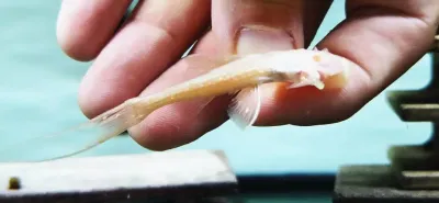 Albino Polka Dot Lyre Tail Pleco - (Acanthicus adonis)