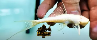 Albino Polka Dot Lyre Tail Pleco - (Acanthicus adonis)