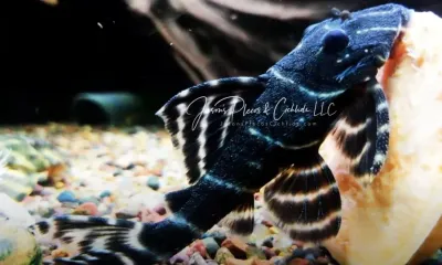L204 Flash Pleco - (Panaqolus albivermis)