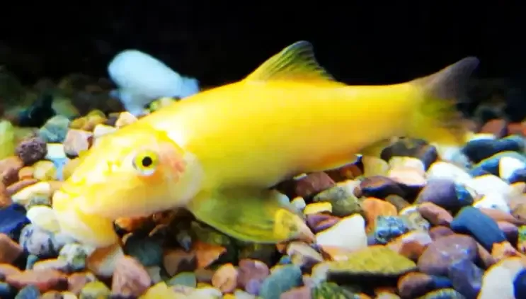 Gold Chinese Algae Eater - (Gyrinocheilus aymonieri)