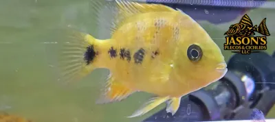 Bocourti Cichlid - (Cincelichthys bocourti)