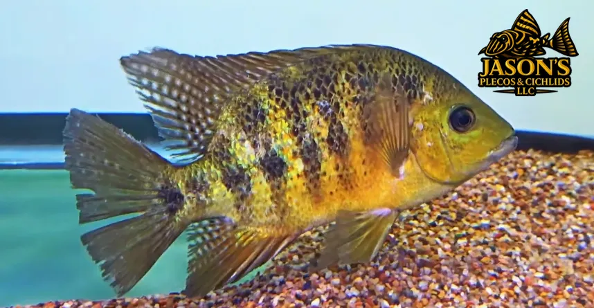 Bocourti Cichlid - (Cincelichthys bocourti)